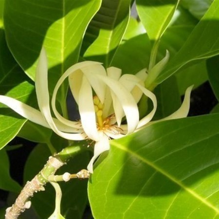 Michelia Alba Leaf Essential Oil 2